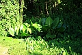 124 Rarotonga - Cross island track