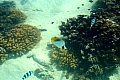 146 Aitutaki