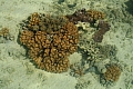 158 Aitutaki