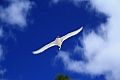206 Aitutaki - Lagoon sailing - Maina island