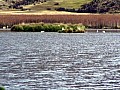 Limpiolungo 0006
