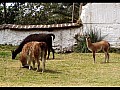 Otalvalo - Hacienda Pichinca 0009