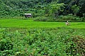 142 North Palawan