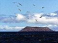 Isola Baltra 0010