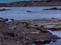 Isola Fernandina 0004