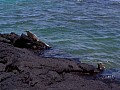 Isola Fernandina 0005