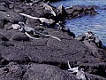 Isola Fernandina 0006