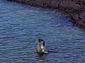 Isola Fernandina 0012