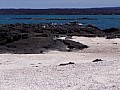 Isola Fernandina 0013
