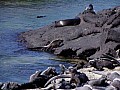 Isola Fernandina 0014