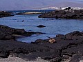 Isola Fernandina 0017