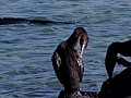 Isola Fernandina 0019