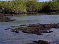 Isola Fernandina 0023