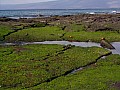 Isola Fernandina 0024