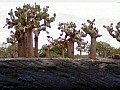 Isola Floreana 0001