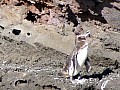 Isola Isabela 0001