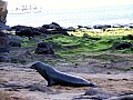 Isola Isabela 0003