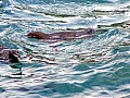 Isola Isabela 0021