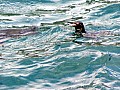 Isola Isabela 0022