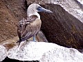 Isola Isabela 0029