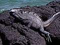 Isola Isabela 0041