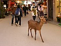 Miyagima-0004