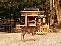 Nara-0004