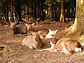 Nara-0014