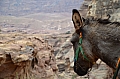 0121 Petra