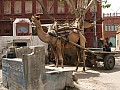 Bikaner-0006