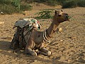 Deserto del Thar-0002