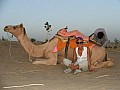 Deserto del Thar-0005