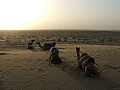 Deserto del Thar-0010