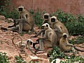 Jaipur-0014