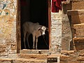 Jaisalmer-0011