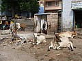Jodpur-0012
