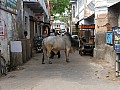Pushkar-0013