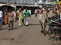 Pushkar-0014