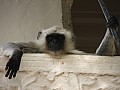 Pushkar-0019