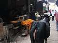 Pushkar-0022
