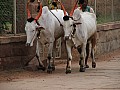 Badami-0004