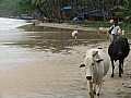 Goa- Palolem-0002