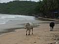 Goa- Palolem-0003