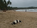 Goa- Palolem-0005