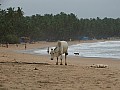 Goa- Palolem-0006