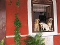 Goa- Panjim-0006