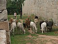 Hampi-0015
