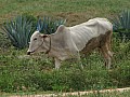 Hampi-0025