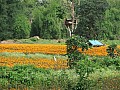 Kerala-0001