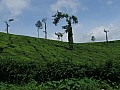 Kerala-0006
